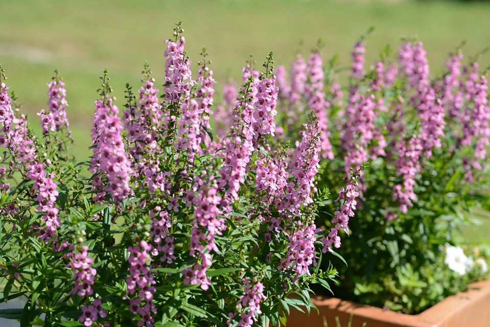 Angelonia