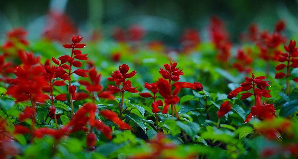 Red Salvia