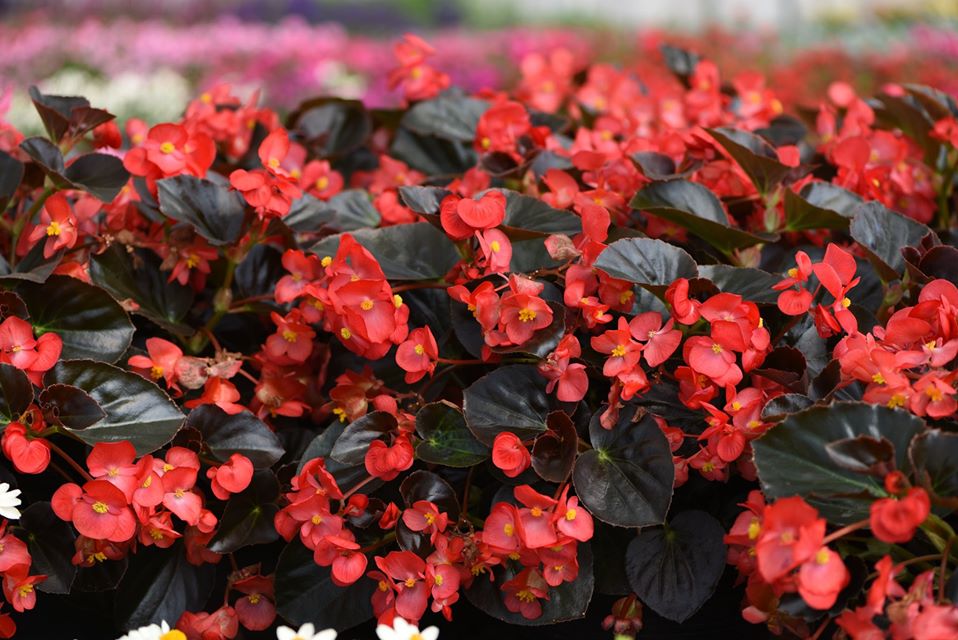 Begonia