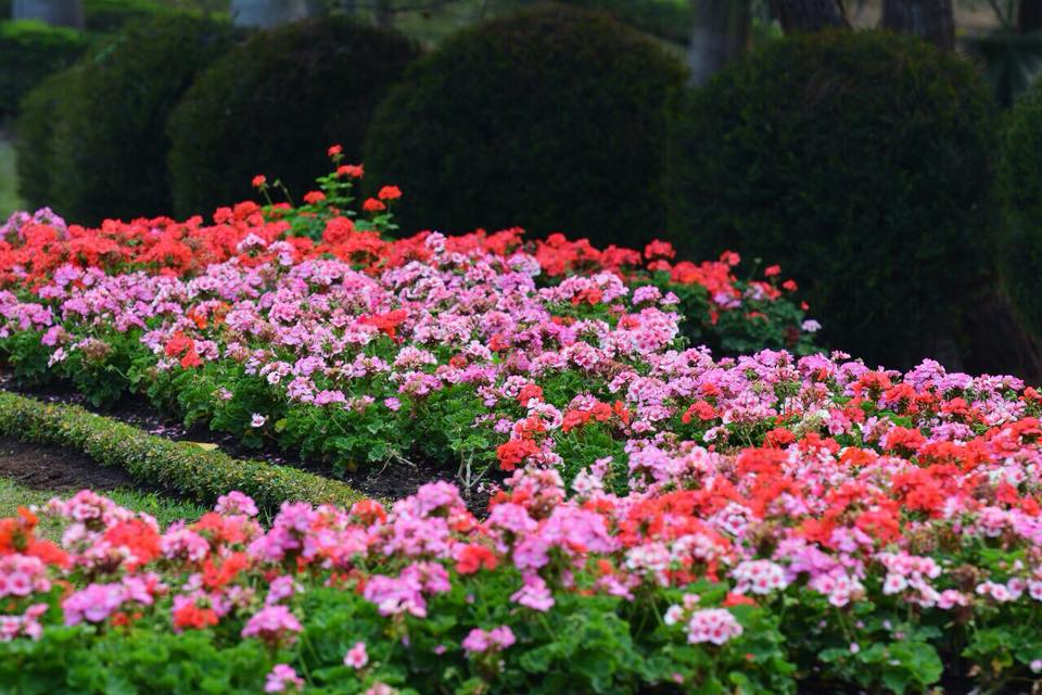Geranium