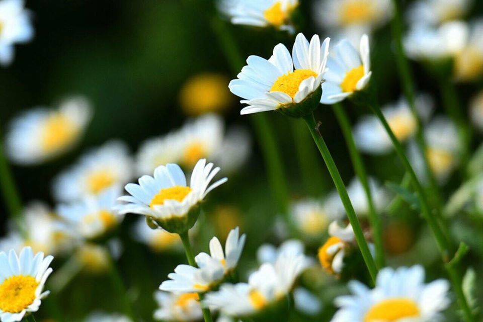 CHRYSANTHEMUM