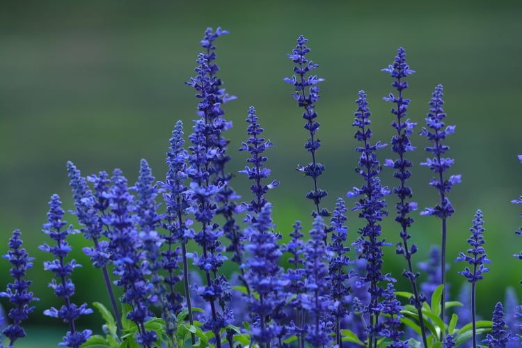 BLUE SALVIA