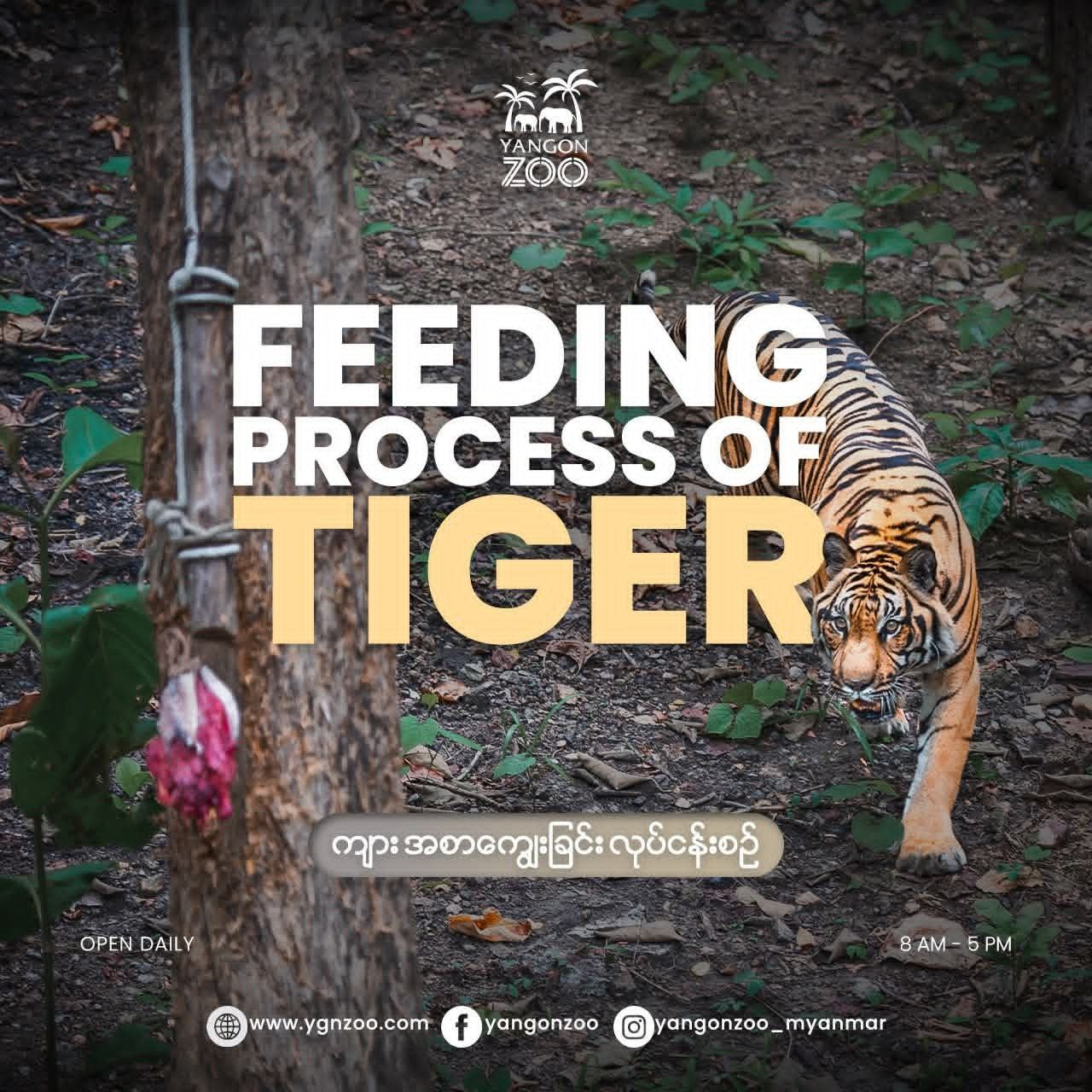 Tigers are carefully fed