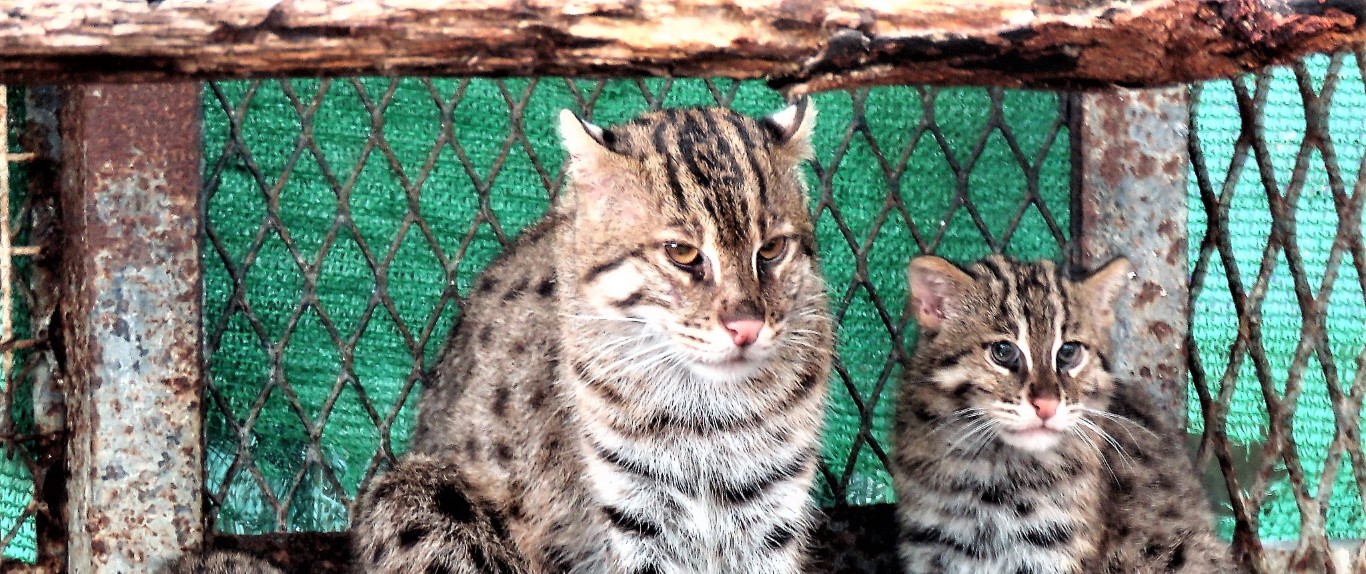 Breeding Program